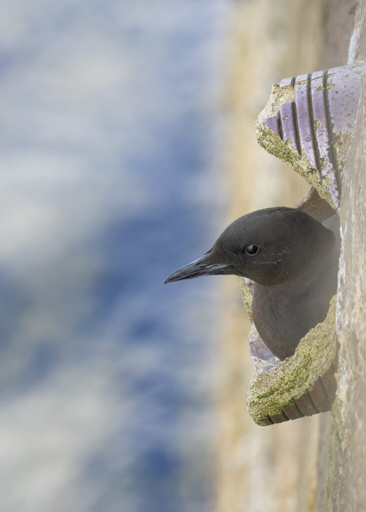 Photo of a black guillemot poking its head out of a hole in the harbour wall