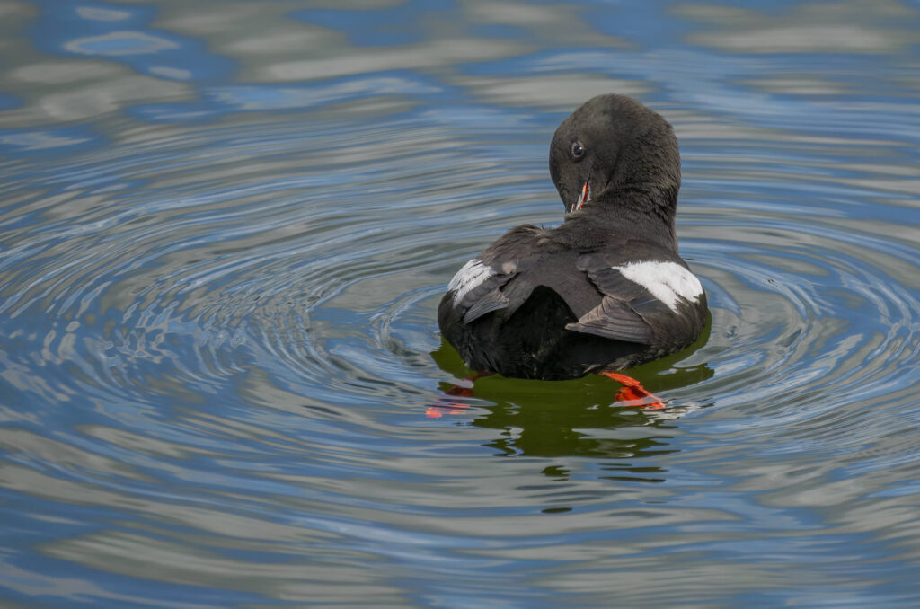 Photo of a black guillemot preening on the surface of the water