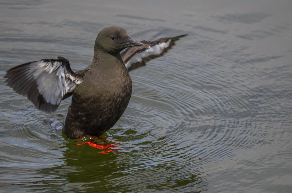 Photo of a black guillemot on the surface of the water flapping its wings