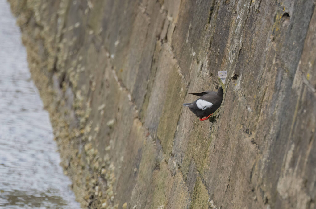 Photo of a black guillemot perched on the edge of its nest hole in the harbour wall with its head in the hole