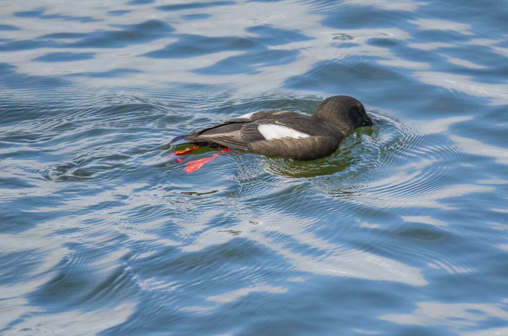 Photo of a black guillemot with its beak submerged in the water