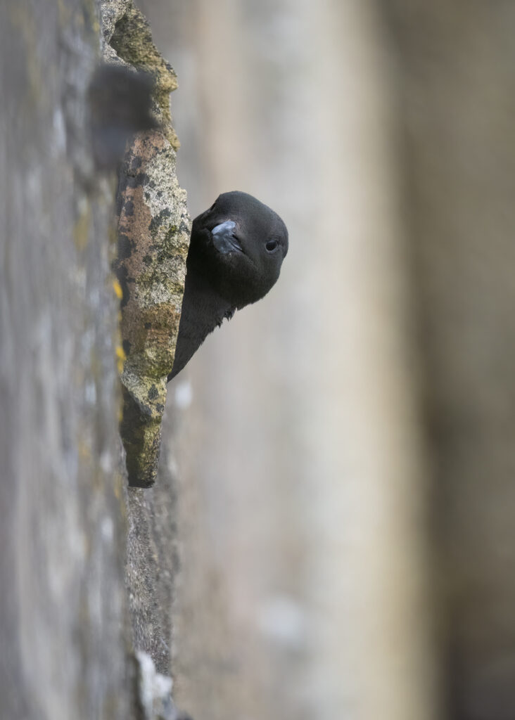 Photo of a black guillemot poking its head out of a hole in the harbour wall