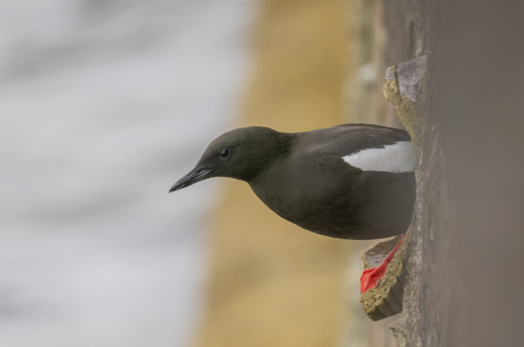 Photo of a black guillemot about to fly away from a hole in the harbour wall