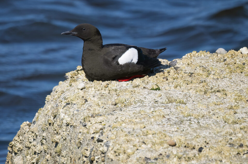 Photo of a black guillemot sat on part of a harbour wall