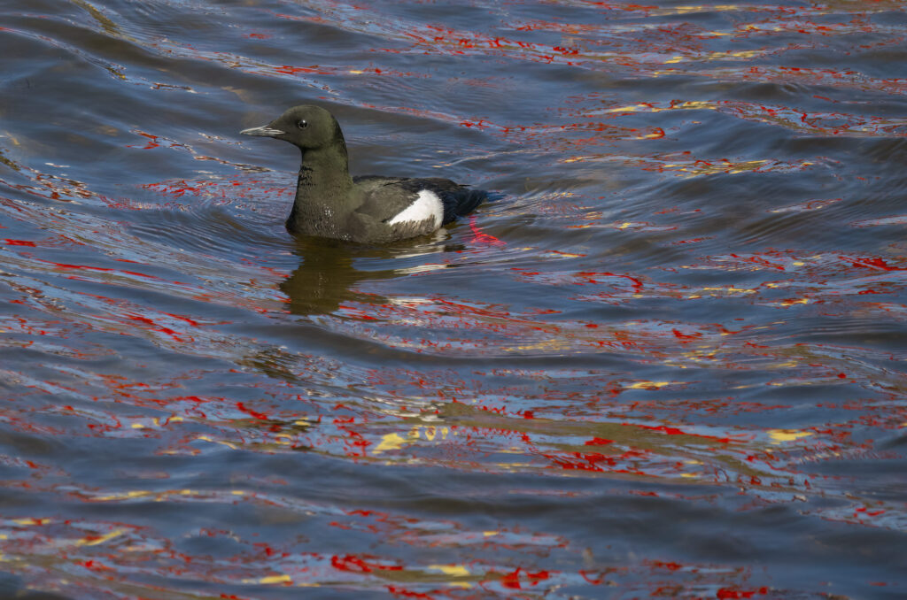 Photo of a black guillemot floating on the water