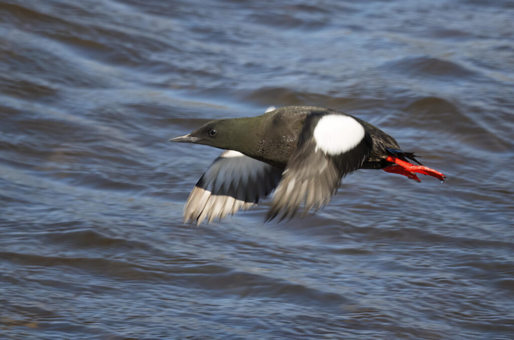 Photo of a black guillemot flying above the water