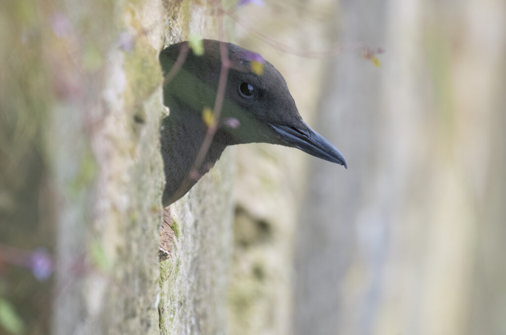 Photo of a black guillemot poking its head out of a hole in the harbour wall