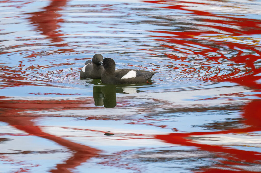 Photo of a pair of black guillemots circling each other on the water