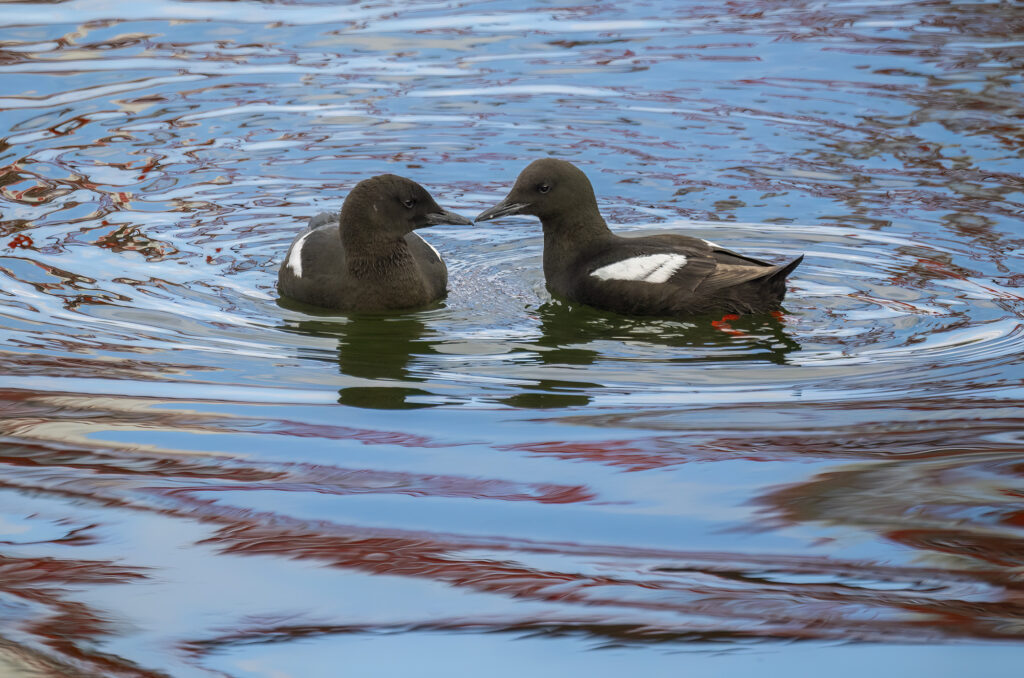 Photo of a pair of black guillemots circling each other on the water