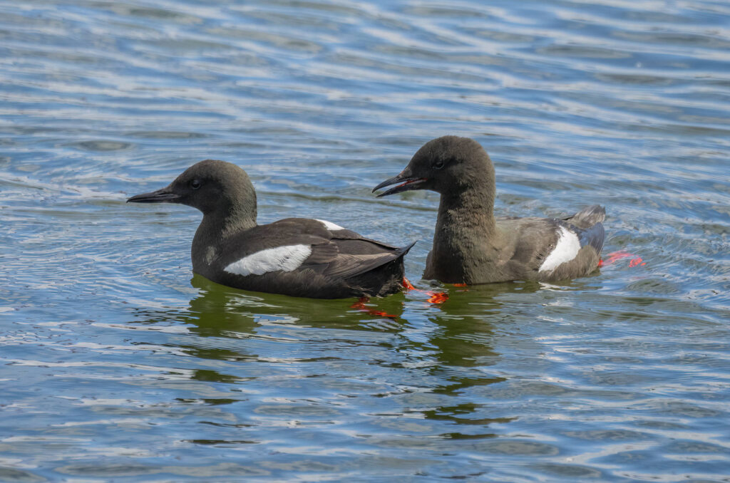 Photo of a pair of black guillemots floating on the water