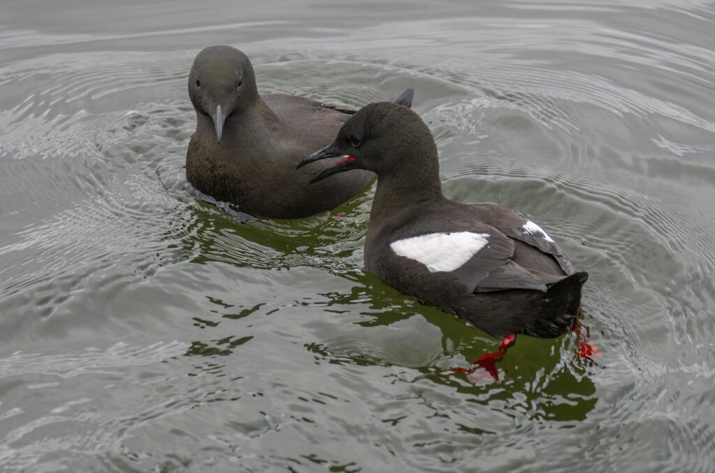 Photo of a pair of black guillemots floating on the water