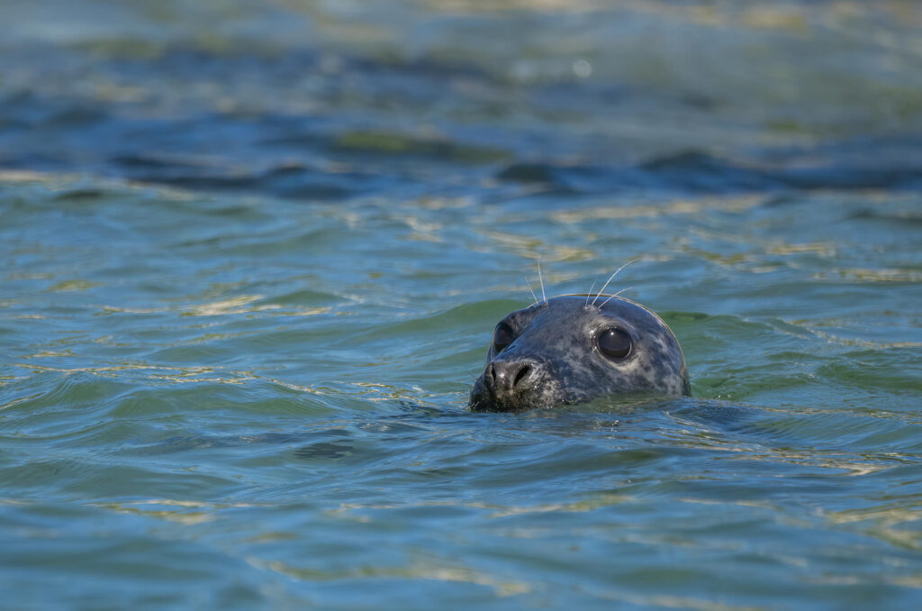 Photo of a grey seal with its head above water