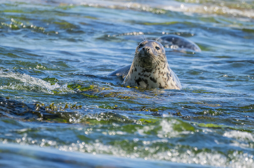 Photo of a grey seal in the surf with its head lifted up