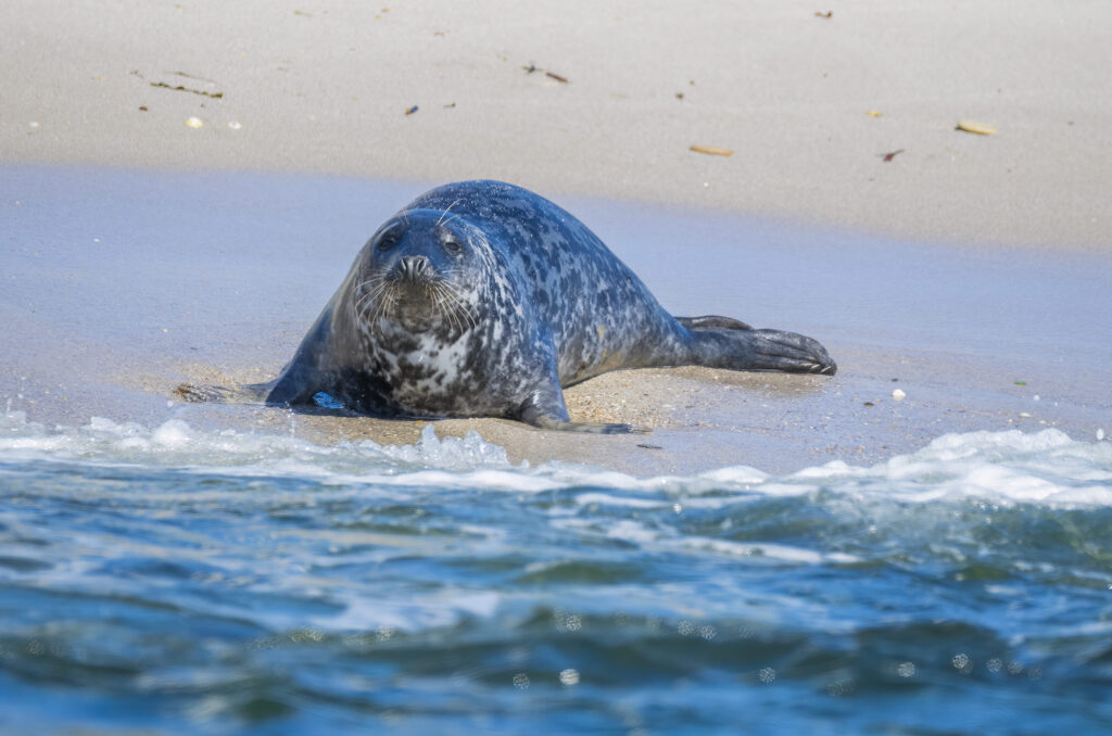 Photo of a grey seal on a beach with water in front of it