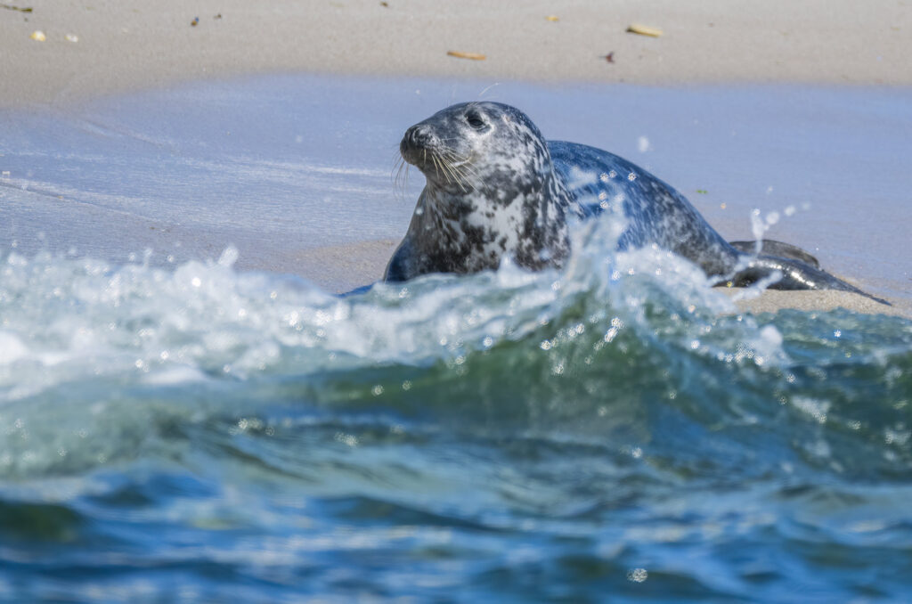 Photo of a grey seal on a beach with waves in front of it