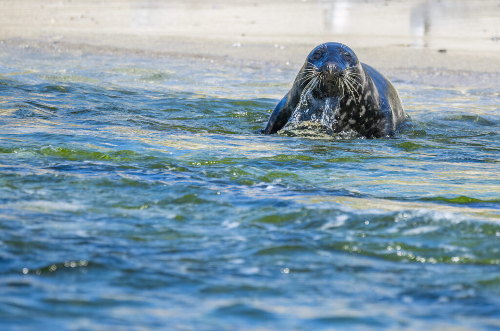 Photo of a grey seal laying in the surf with water pouring off its chin