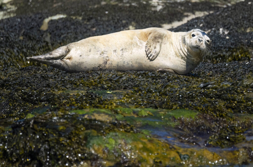 Photo of a grey seal sunbathing on seaweed covered rocks