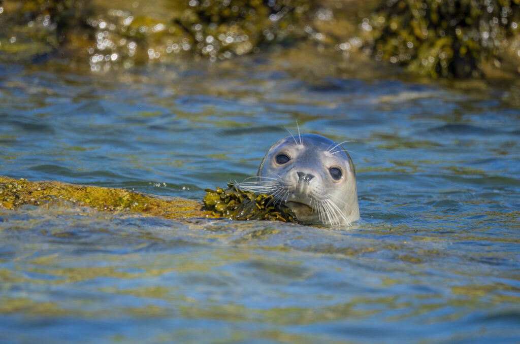 Photo of a grey seal poking its head out of the water next to a rock