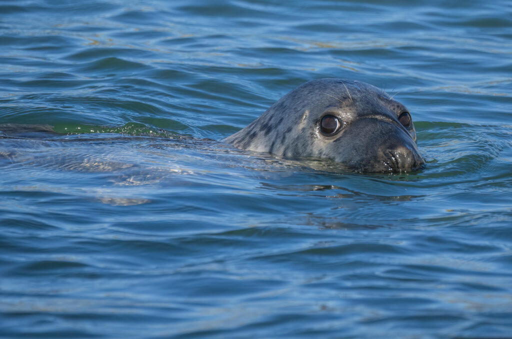 Photo of a grey seal swimming with its head out of the water