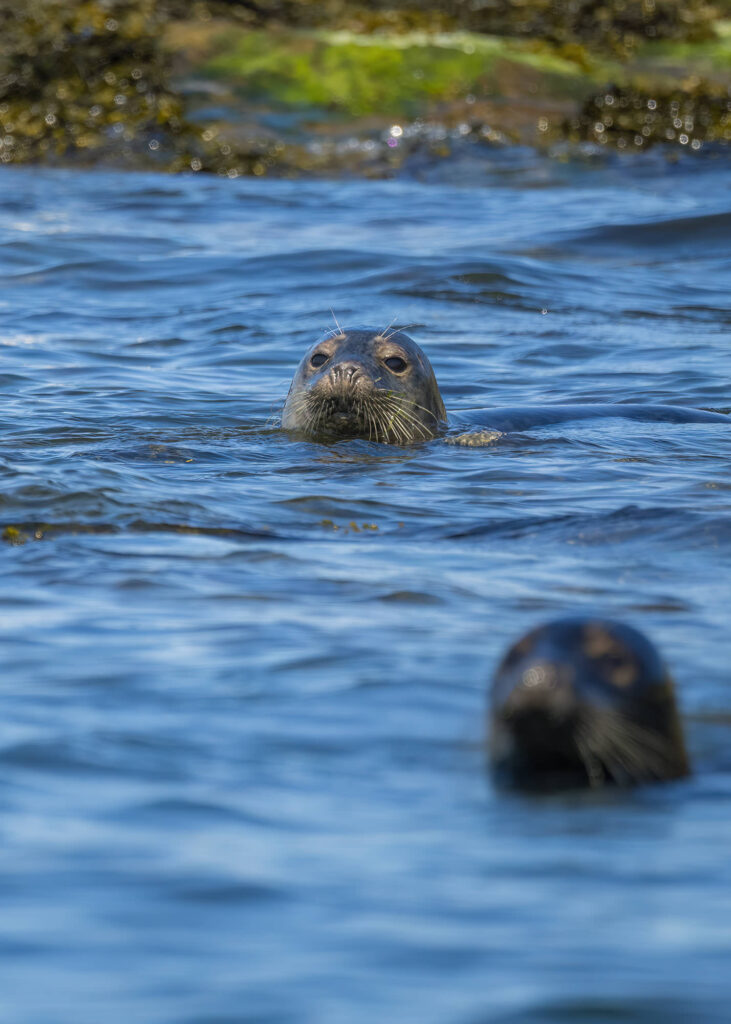 Photo of two grey seals poking their heads out of the water