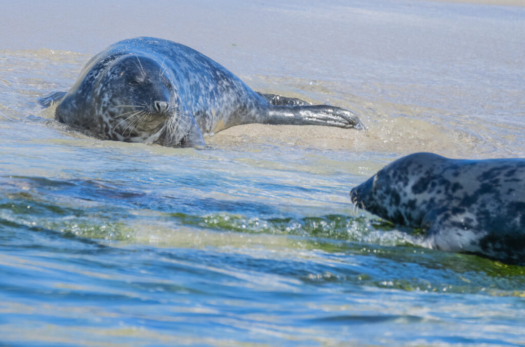 Photo of grey seals on a beach looking at each other