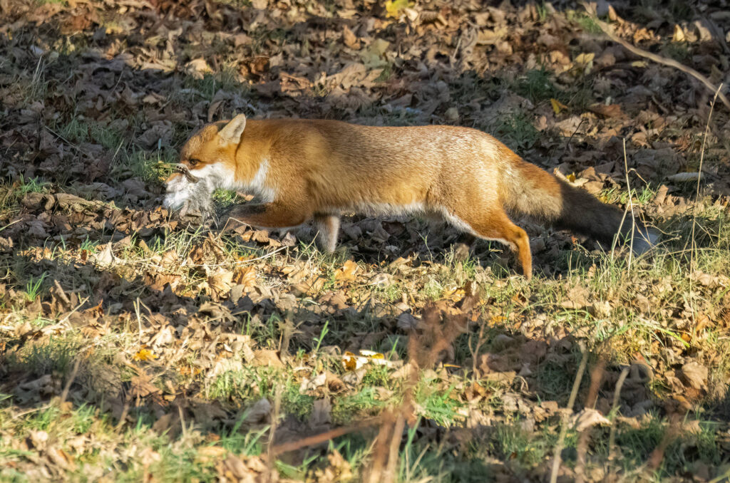 Photo of a red fox running through fallen leaves with a dead grey squirrel in its mouth