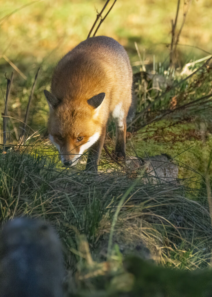 Photo of a red fox walking along a log