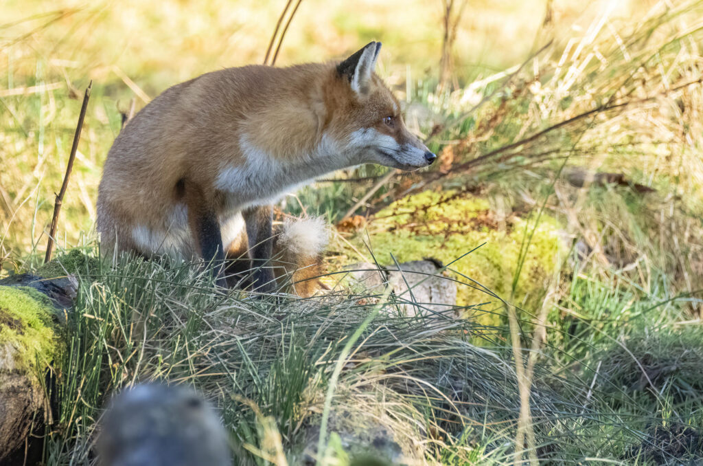 Photo of a red fox sitting on a log