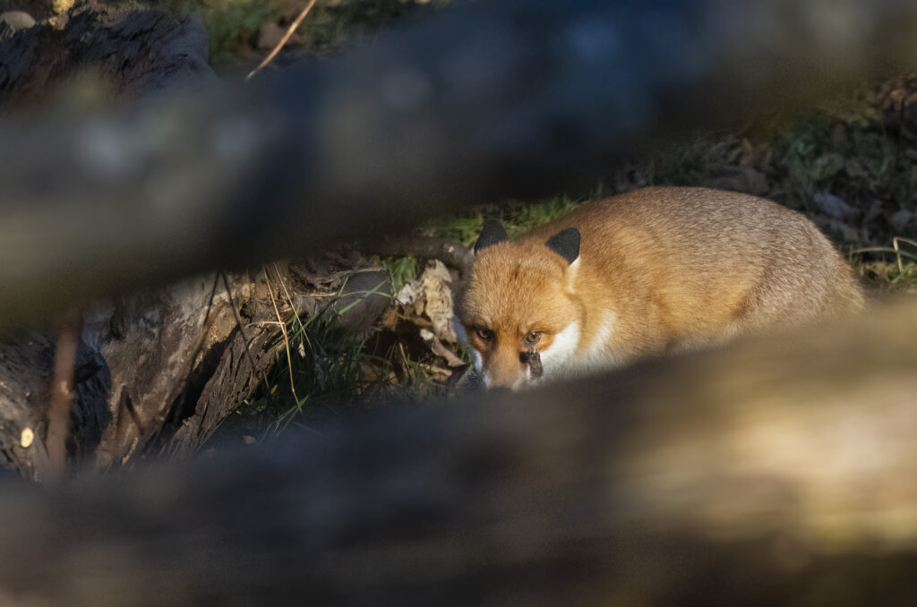 Photo of a red fox, partially obscured by tree trunks, carrying a dead grey squirrel in its mouth