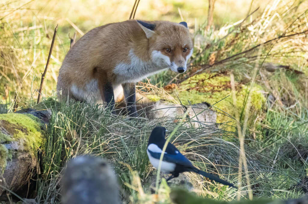 Photo of a red fox sitting on a log looking over at a magpie perched nearby