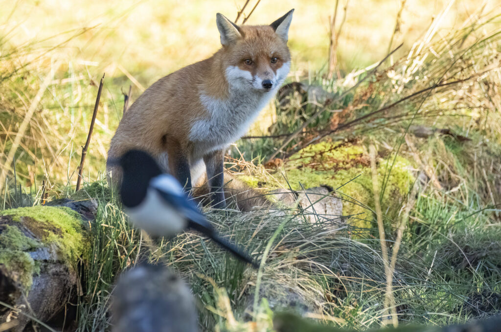 Photo of a red fox sitting on a log looking over at a magpie perched nearby