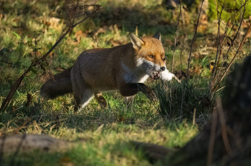 Photo of a red fox running with a dead grey squirrel in its mouth