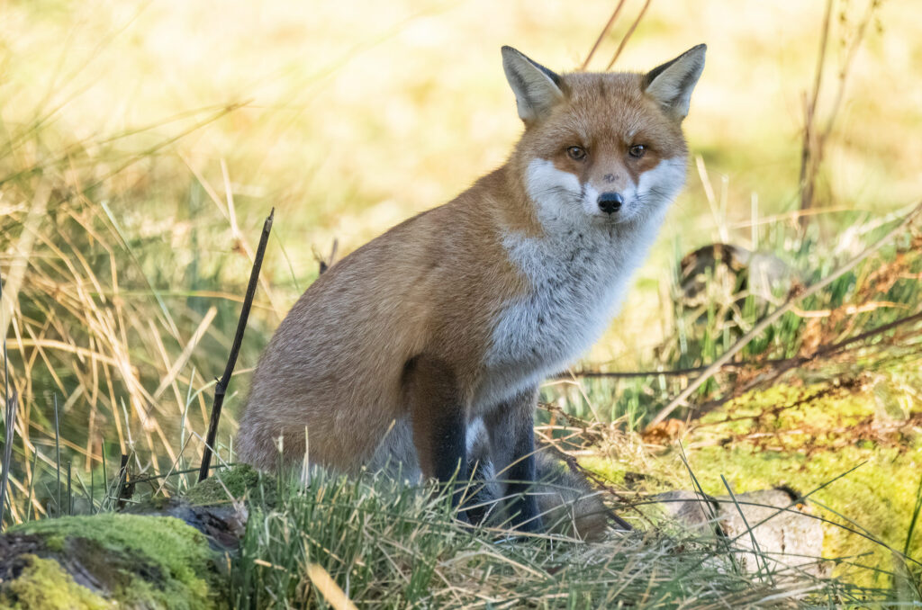 Photo of a red fox sitting on a log