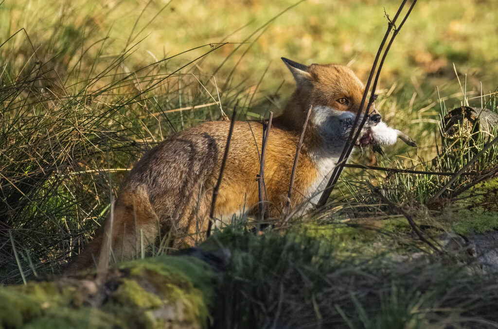 Photo of a red fox standing with a dead grey squirrel in its mouth