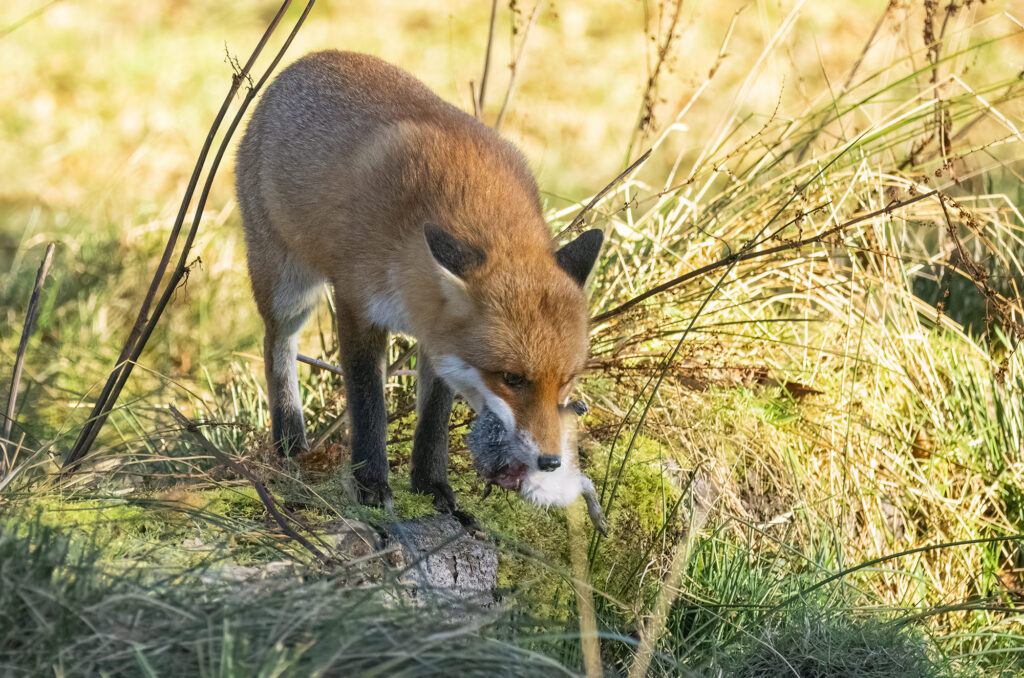 Photo of a red fox standing on a log with a dead grey squirrel in its mouth