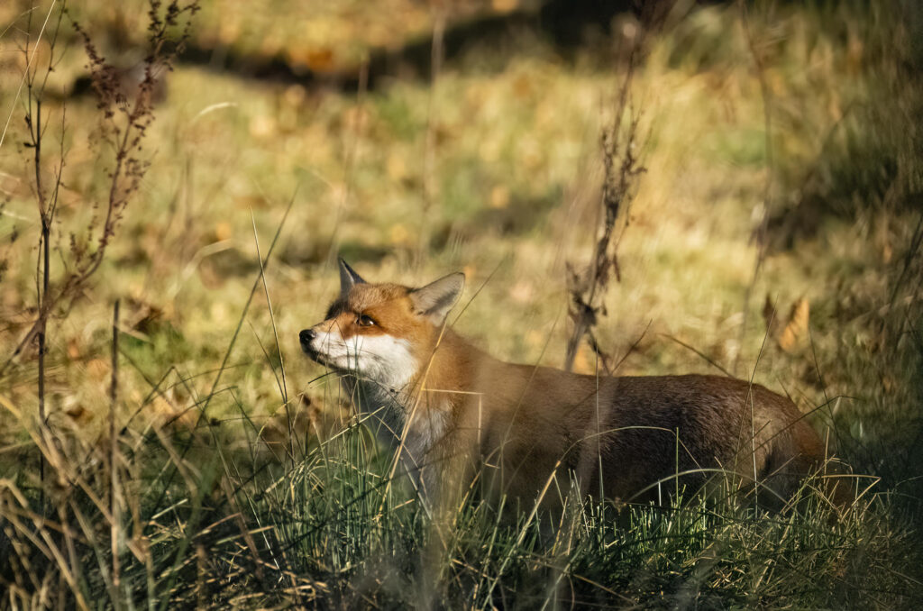 Photo of a red fox standing in long grass looking up