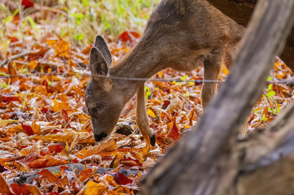 Photo of a roe deer kid sniffing fallen leaves