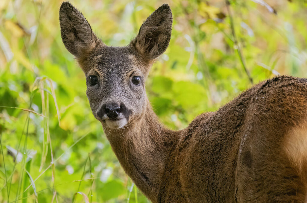 Photo of a roe deer kid looking over its shoulder with vegetation in the background