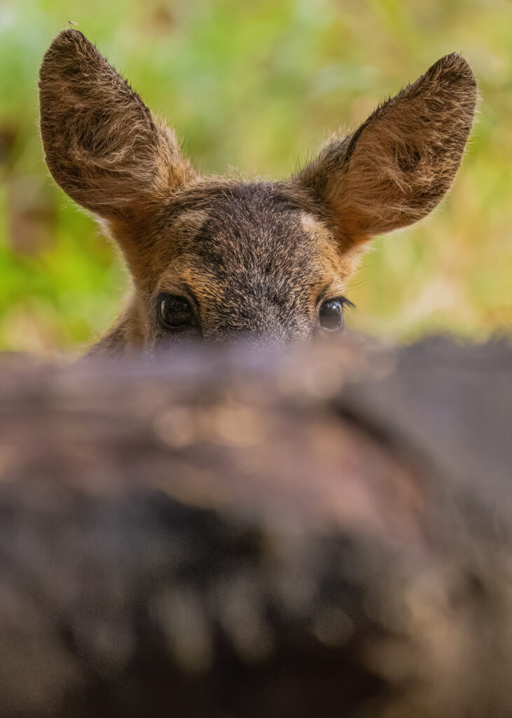 Photo of a roe deer kid peeking over the top of a tree trunk so you can only see its eyes and ears