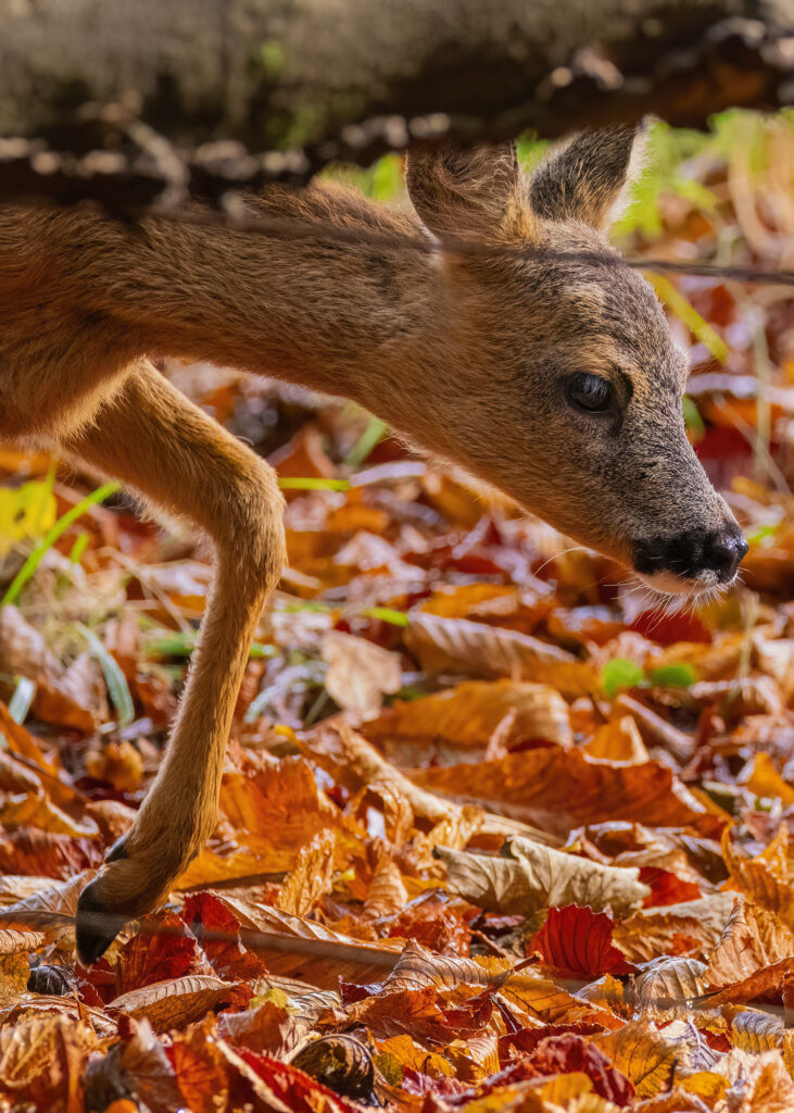 Roe deer kid walking on fallen leaves