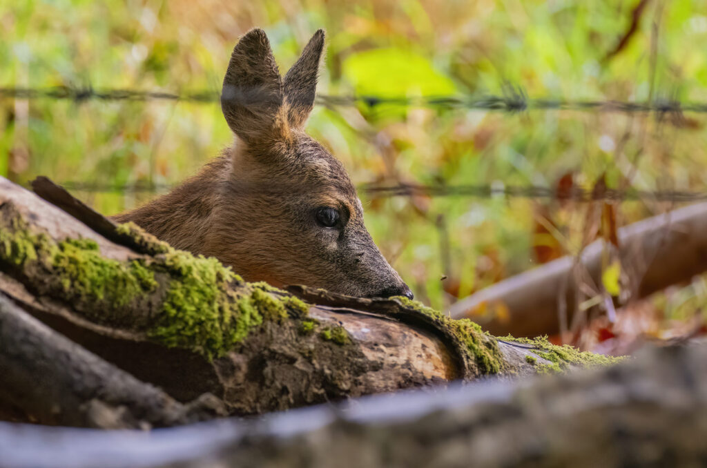 Photo of a roe deer kid with its head poking out above fallen tree trunks