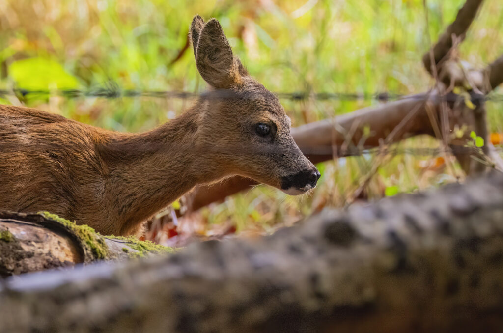 Photo of a roe deer kid walking behind fallen logs