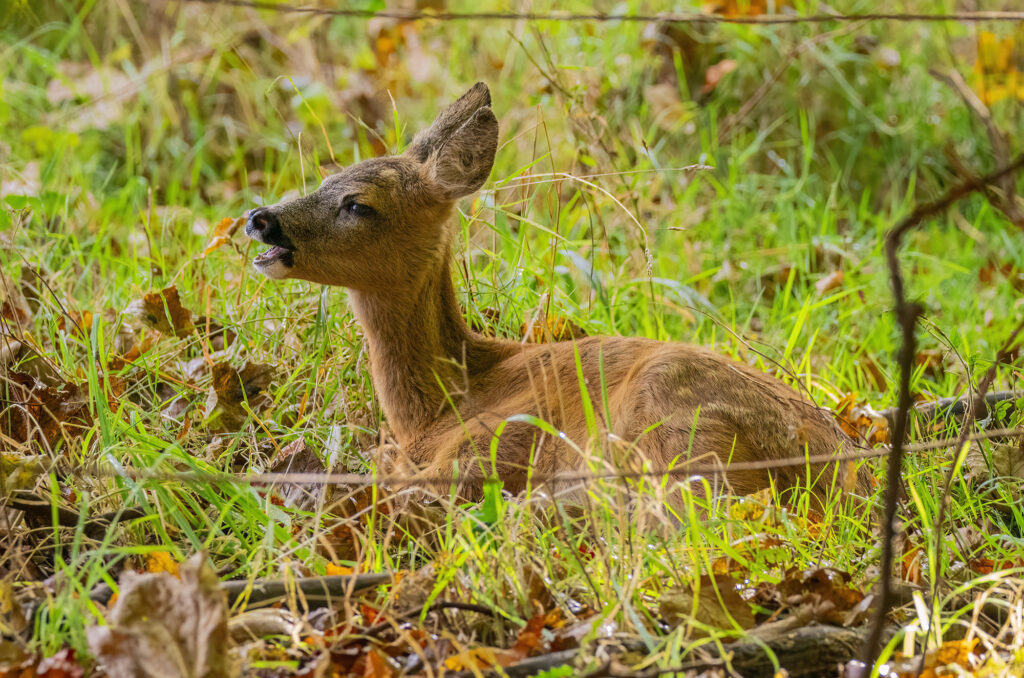 Photo of a roe deer kid sitting on the ground with its head raised, its mouth open and its eyes half closed