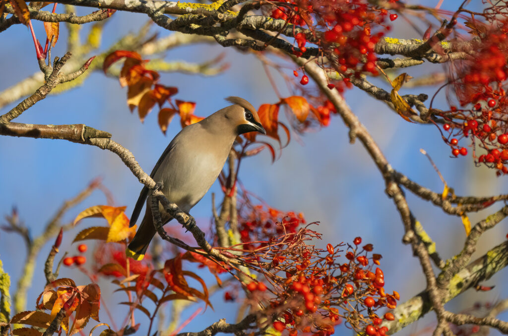 Photo of a bohemian waxwing perched on a branch with its crest slightly raised