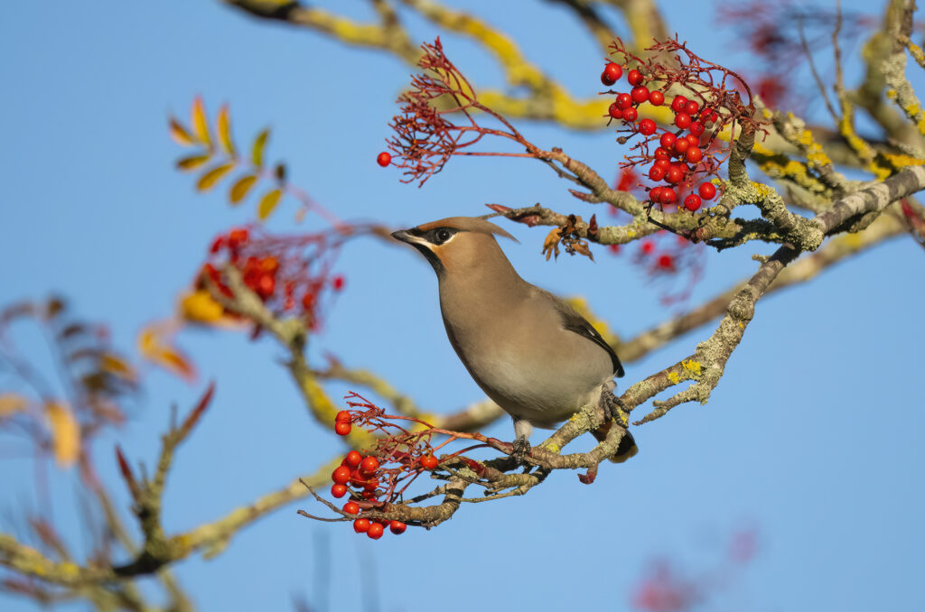 Photo of a bohemian waxwing perched on a branch