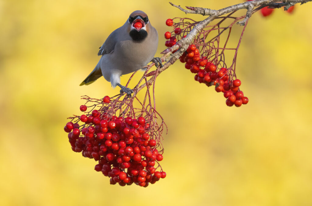 Photo of a bohemian waxwing perched on a branch and swallowing a berry