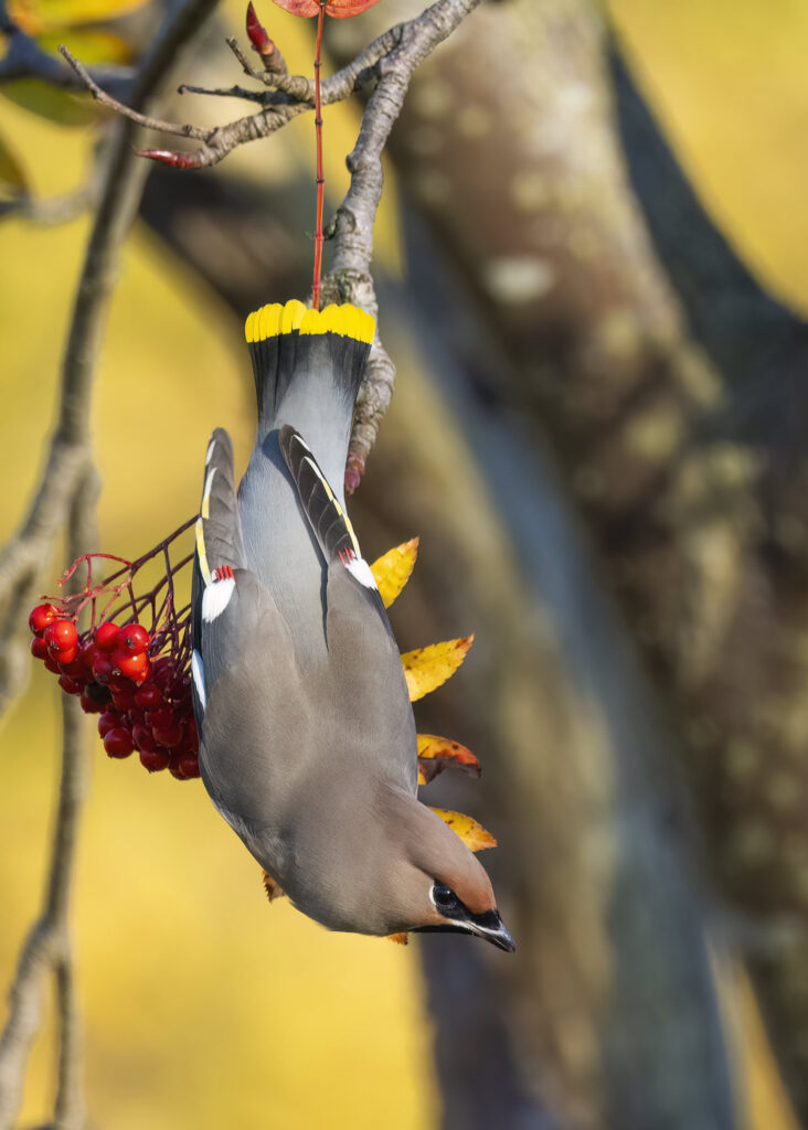 Photo of a bohemian waxwing hanging upside down from a branch covered in berries