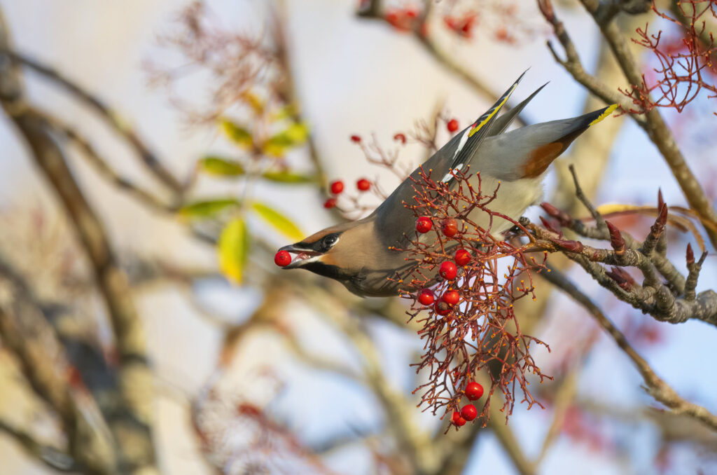 Photo of a bohemian waxwing with a berry in its beak