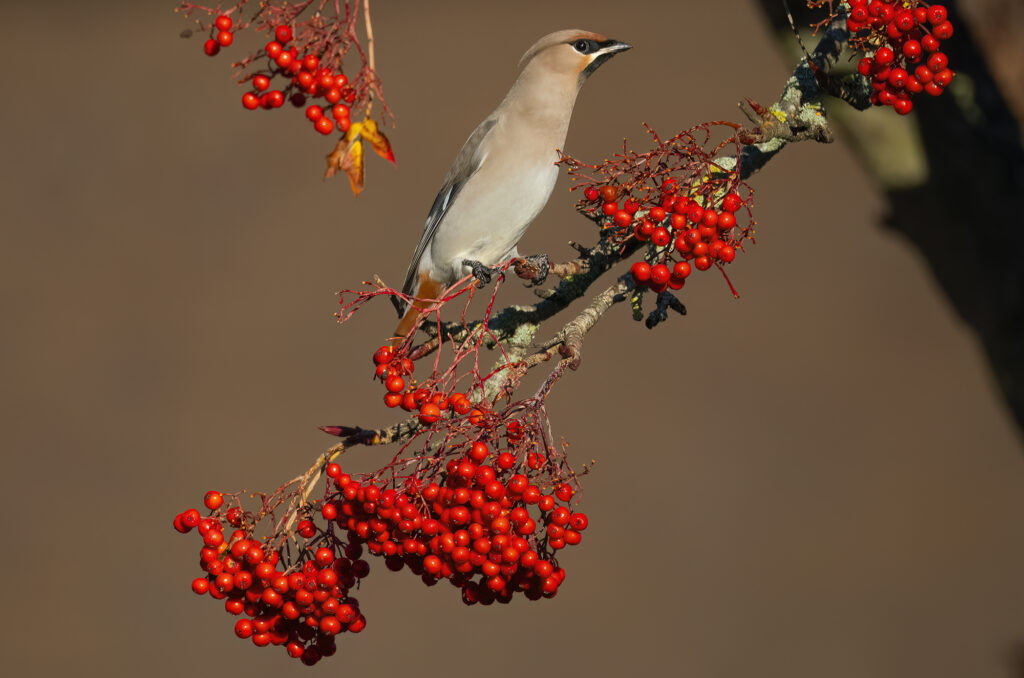 Photo of a bohemian waxwing perched on a branch fully laden with berries