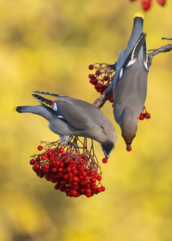 Photo of two bohemian waxwings feeding from the same bunch of berries hanging off a branch